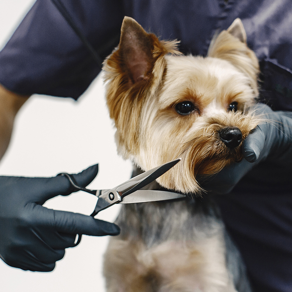 Станки для заточки грумингового и ветеринарного инструмента